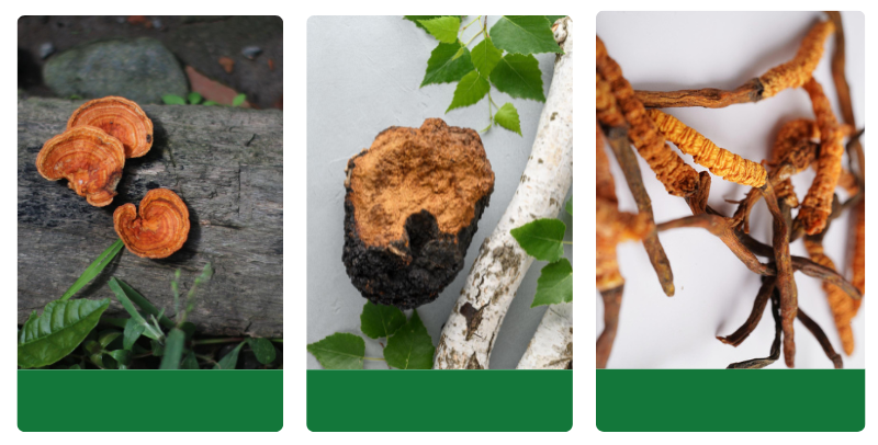 Fotografie vitálních hub – Reishi na kmeni stromu, sušený Cordyceps a Chaga rostoucí na bříze