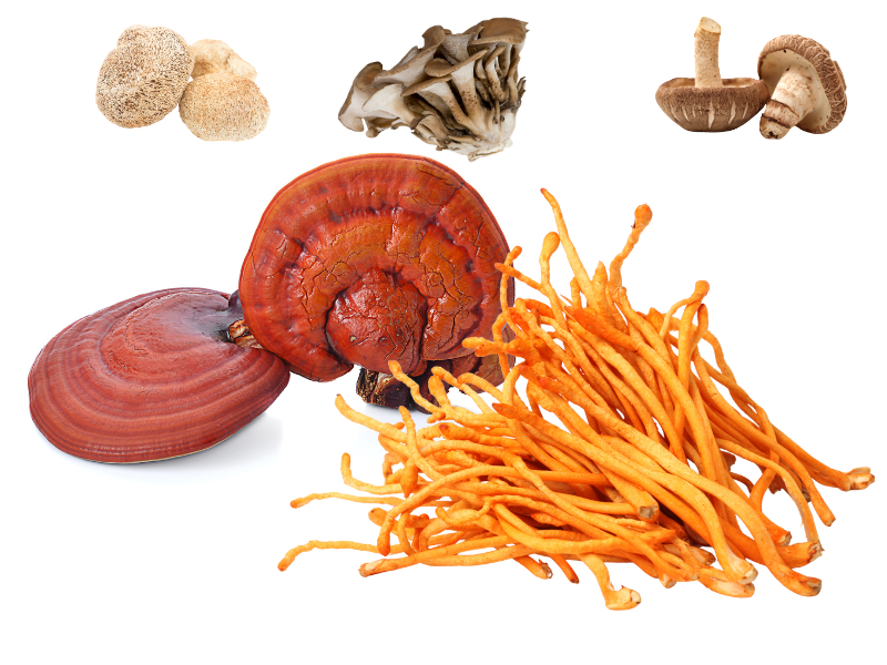 Na fotografii jsou vitální houby Cordyceps a Reishi v popředí, doplněné o Hericium, Maitake a Shiitake na bílém pozadí. Houby jsou zobrazeny v přirozené podobě a barvách.