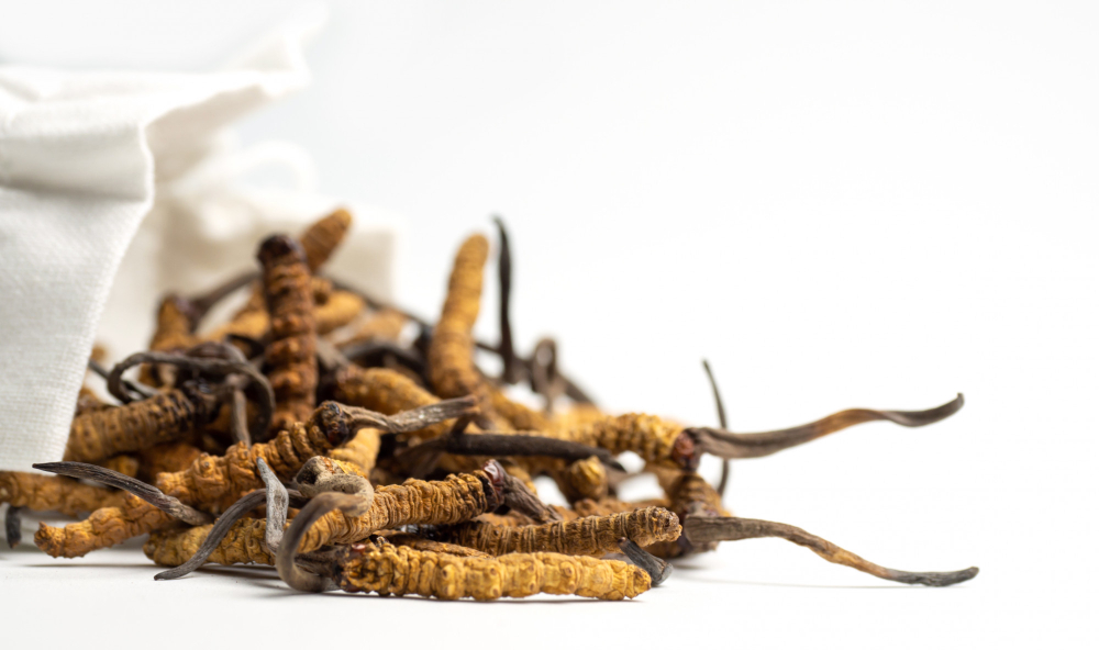 Sušený cordyceps jako tradiční léčivá houba – ideální v kombinaci s Reishi pro podporu energie, imunity a vitality