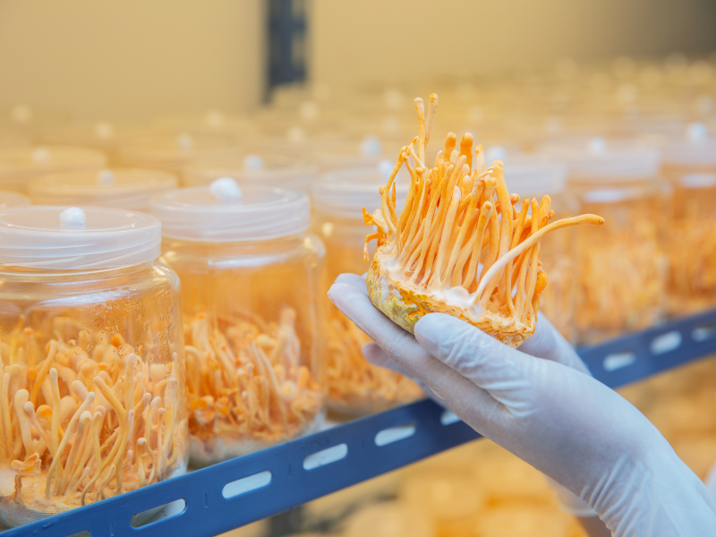 Na fotografii je laboratorní pěstování houby Cordyceps sinensis. Rukavicí chráněná ruka drží oranžové plodnice houby, která je známá svými účinky na energii, imunitu a regeneraci.