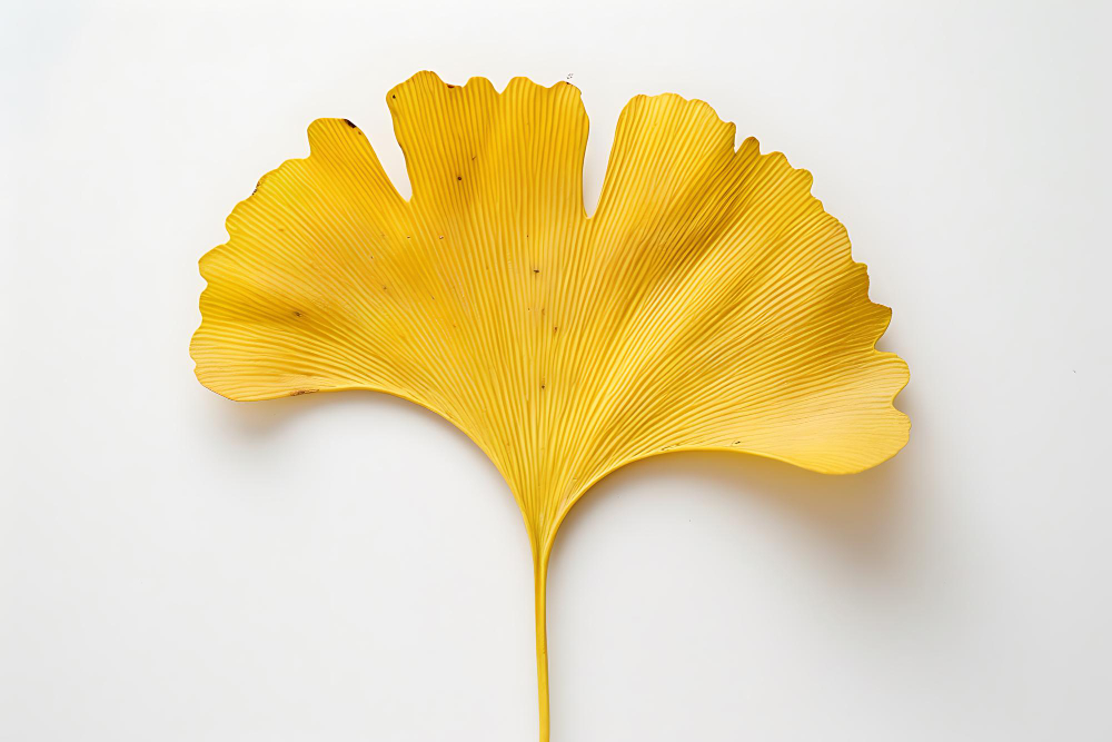 ginkgo-biloba-prirodni-podpora-pameti-a-zdravi-mozku