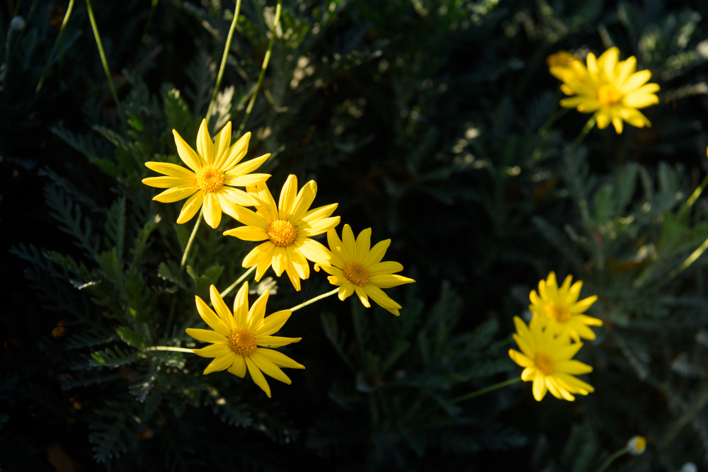 homeopatie-arnica-prha-chlumni-prirodni-lecba-zlute-kvetiny