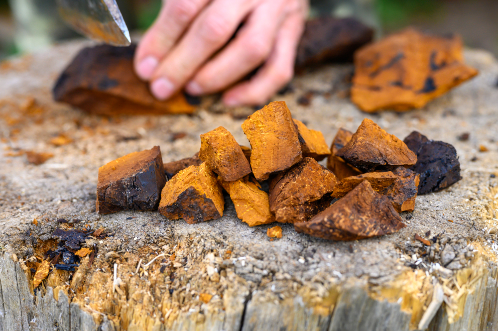 houba-chaga-ucinky-krájeni-suseni-prirodni-doplnky