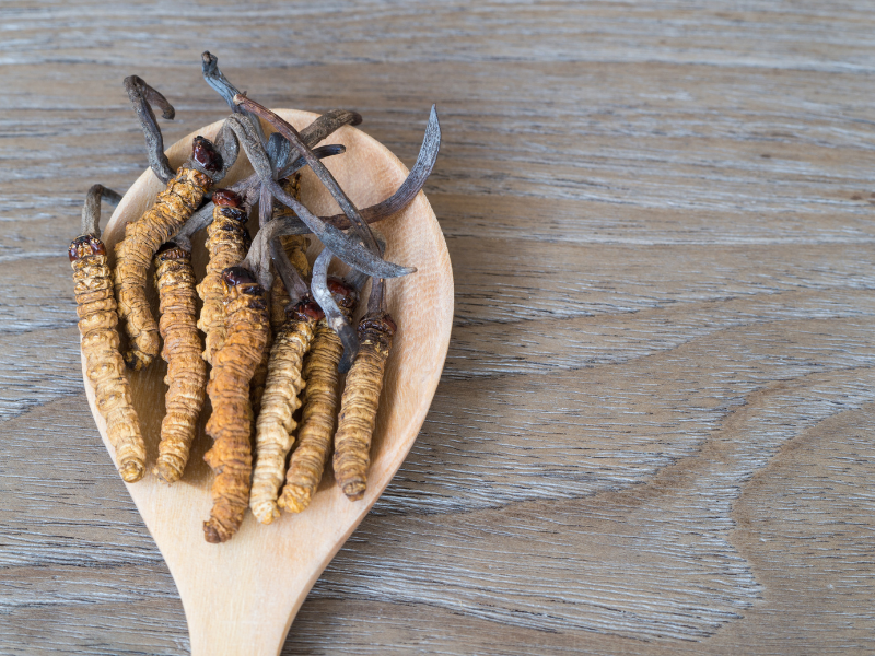 Na fotografii můžete vidět sušené plodnice housenice čínská – cordyceps. Tento snímek souvisí s tématem jak užívat cordyceps a správné cordyceps dávkování pro dosažení maximálního účinku.