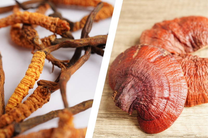 reishi-a-cordyceps-jak-uzivat-a-kombinovat-pro-nejlepsi-ucinky