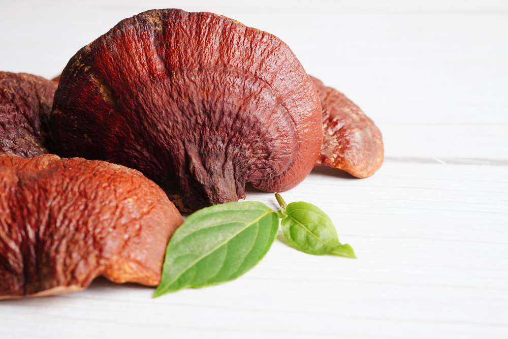 houba reishi účinky na organismus – detail houby Reishi v přírodě symbolizující zdraví a vitalitu