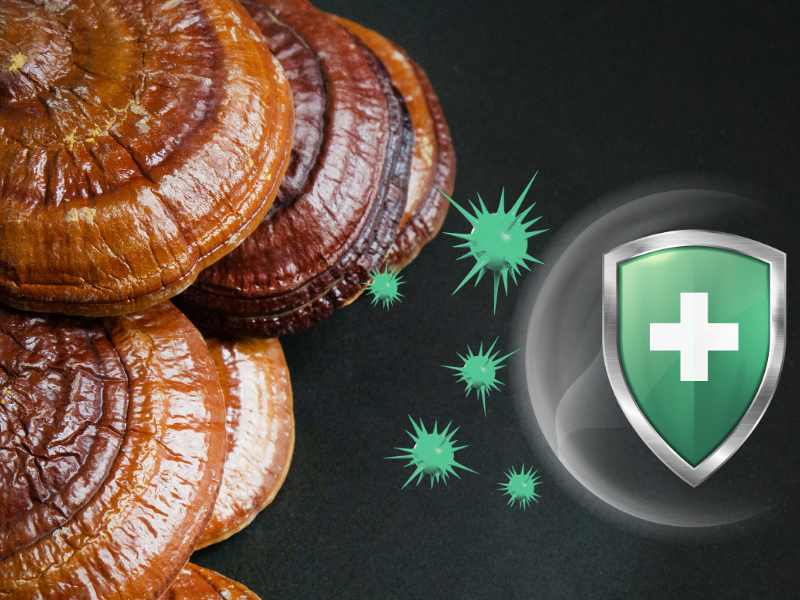 reishi na imunitu – betaglukany z houby Reishi podporují obranyschopnost těla a regeneraci buněk