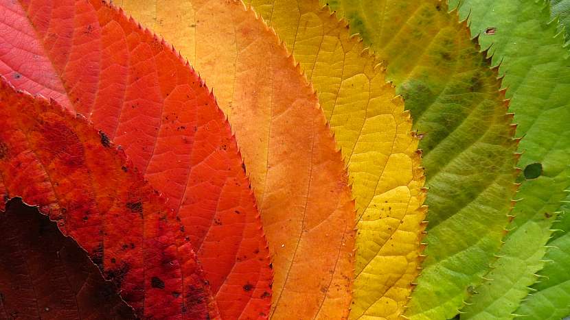 b58980b5a3a8a96962cdedbbea37e7dc_4512564-autumn-leaves-1486064_1