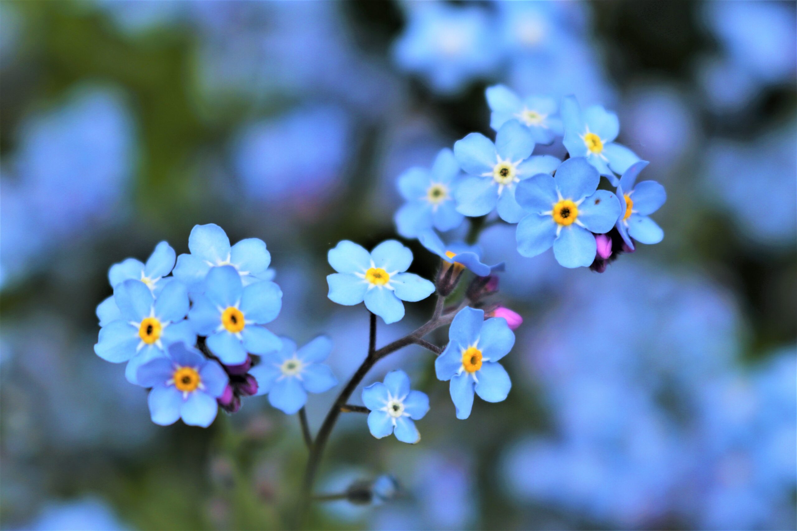 flower-scaled