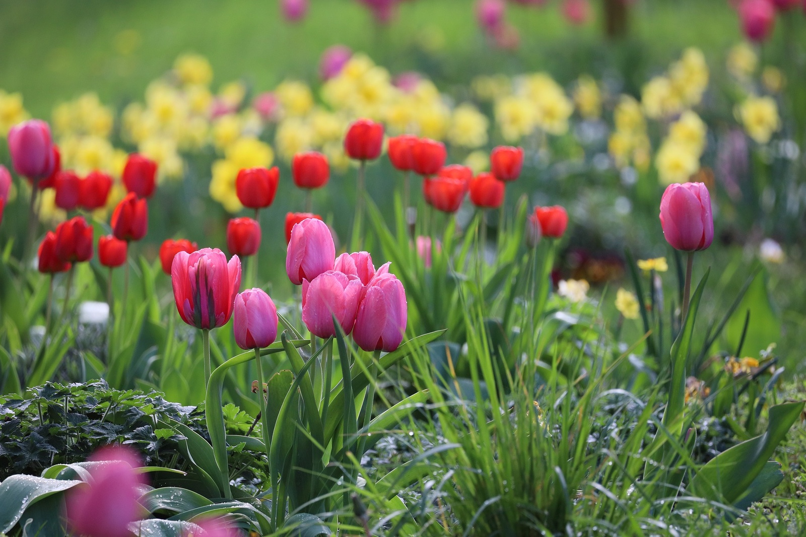 tulipany-a-narcisy-podivejte-se-jak-je-barevna-jarni-breclav-03