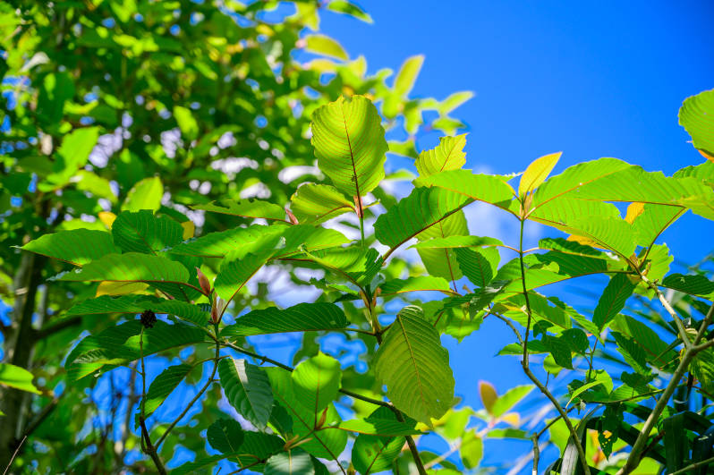 Co je to Kratom?