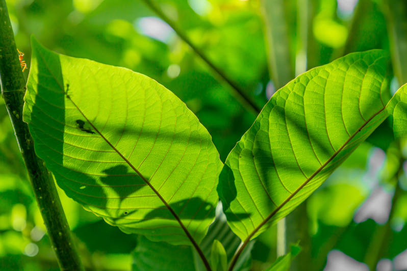 Jak se kratom vyrábí?