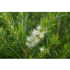 Zubní pasta s tea tree 112 g