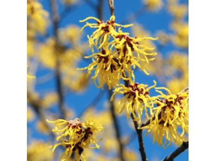 g68628562a22fe stacane hydrolaty