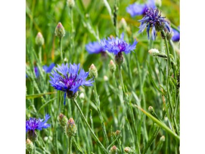 5672b80870e839 3038 1