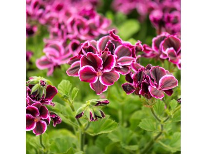 1665ee4b092e98 naturalna voda pelargonia ruzova pelargonium roseum water