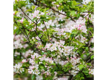 e66582dabaeb2e bylinky a orechy 9