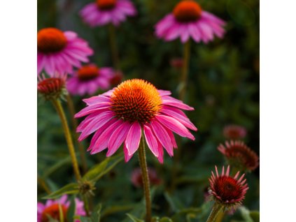 x661f80eabc730 naturalna voda echinacea purpurova echinacea purpurea