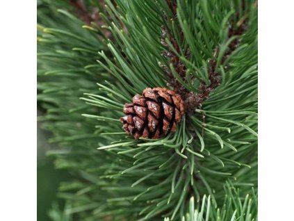 564808785b0da3 bio voda z borovice pinus