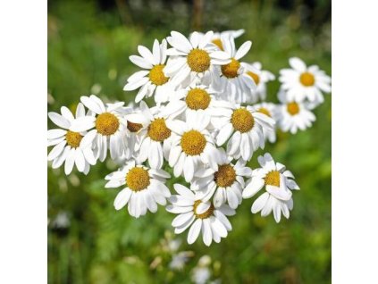 s647ce10cc474b bio harmancekova voda german chamomile