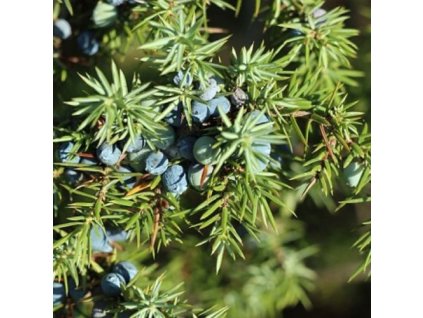 s64808785298c8 bio voda z borievky juniperus communis