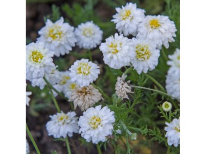 96482e4f1333dd hydrolaty