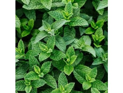 b647e3951ec7b8 bio voda z maty piepornej mentha piperita