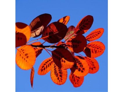 h64802bb2d936f naturalna voda sumach cotinus