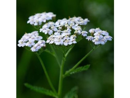 0648039004cb17 naturalna voda rebricek obycajny achillea millefolium
