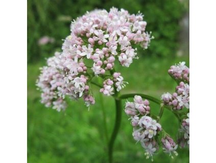 i64803fa3e5e32 naturalna voda valeriana lekarska valeriana officinalis