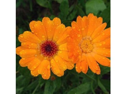 j648043a209217 naturalna voda nechtik lekarsky calendula officinalis