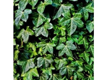 v6480468689419 naturalna voda brectan popinavy hedera helix