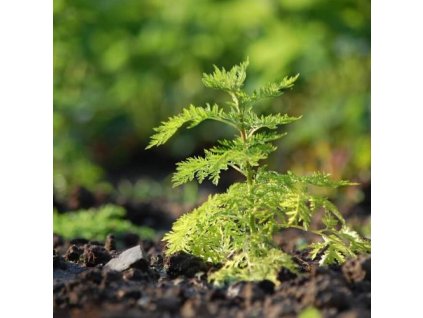 064807d6a59e7a naturalna voda palina rocna artemisia annua