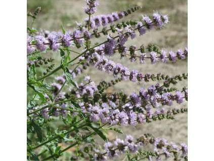 h648084d3490a7 naturalna voda mata klasnata mentha spicata