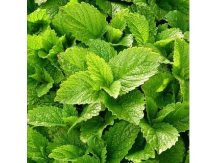 w647ce10c53d67 bio medovkova voda melissa officinalis