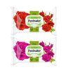 freshmaker rose 100