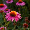 x661f80eabc730 naturalna voda echinacea purpurova echinacea purpurea