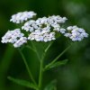 0648039004cb17 naturalna voda rebricek obycajny achillea millefolium