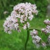 i64803fa3e5e32 naturalna voda valeriana lekarska valeriana officinalis
