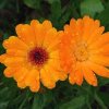j648043a209217 naturalna voda nechtik lekarsky calendula officinalis
