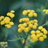 q6480878662e3b bio voda zo slamihy talianskej helichrysum italicum