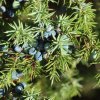 s64808785298c8 bio voda z borievky juniperus communis