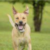 elektricky ohradnik pre psov petsafe classic 01 1