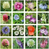 5662970f67b947 blossombs