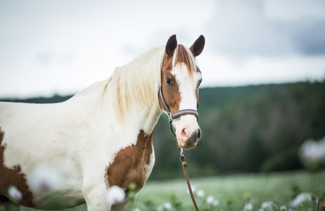 Amino Flex E  recenze - 6letý valach paint horse Chester