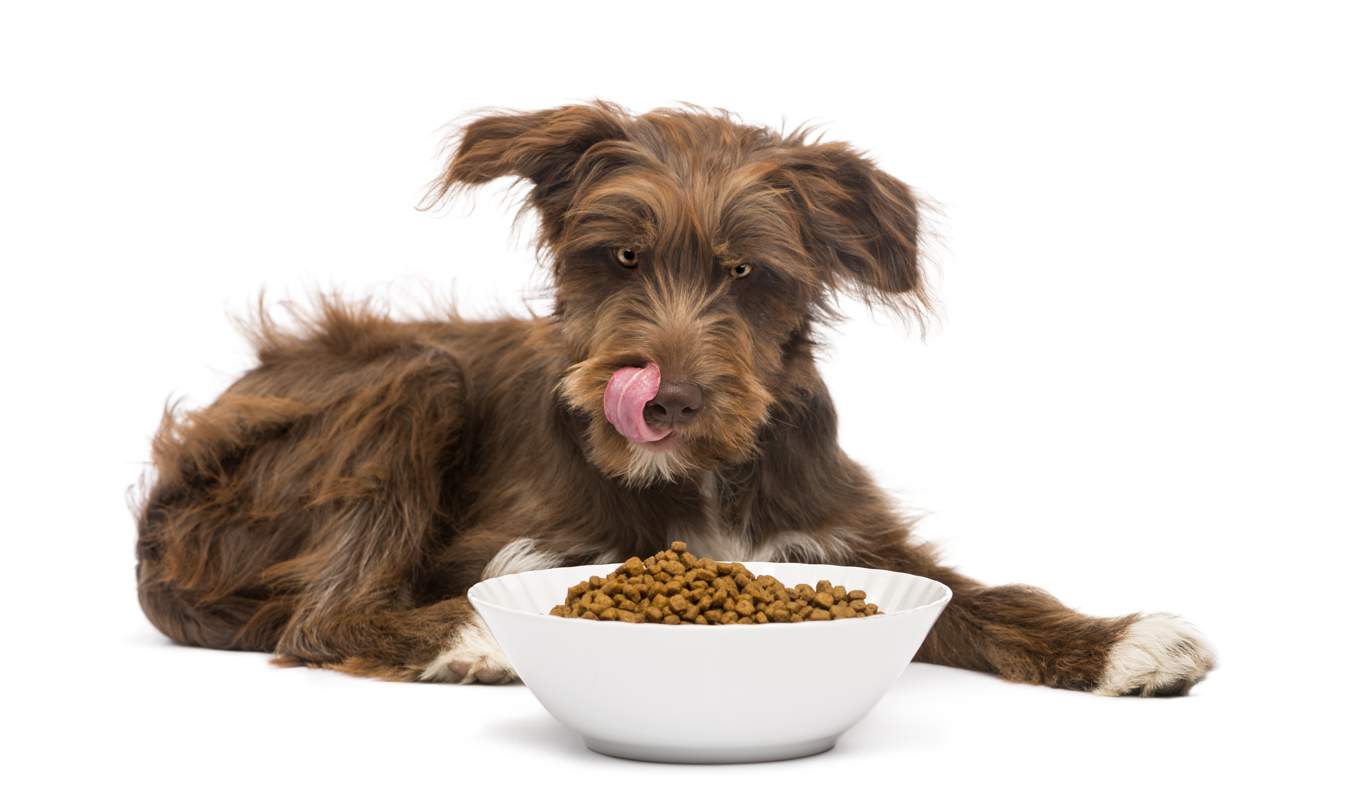 Potřeba vitaminů a minerálních látek v psích krmivech