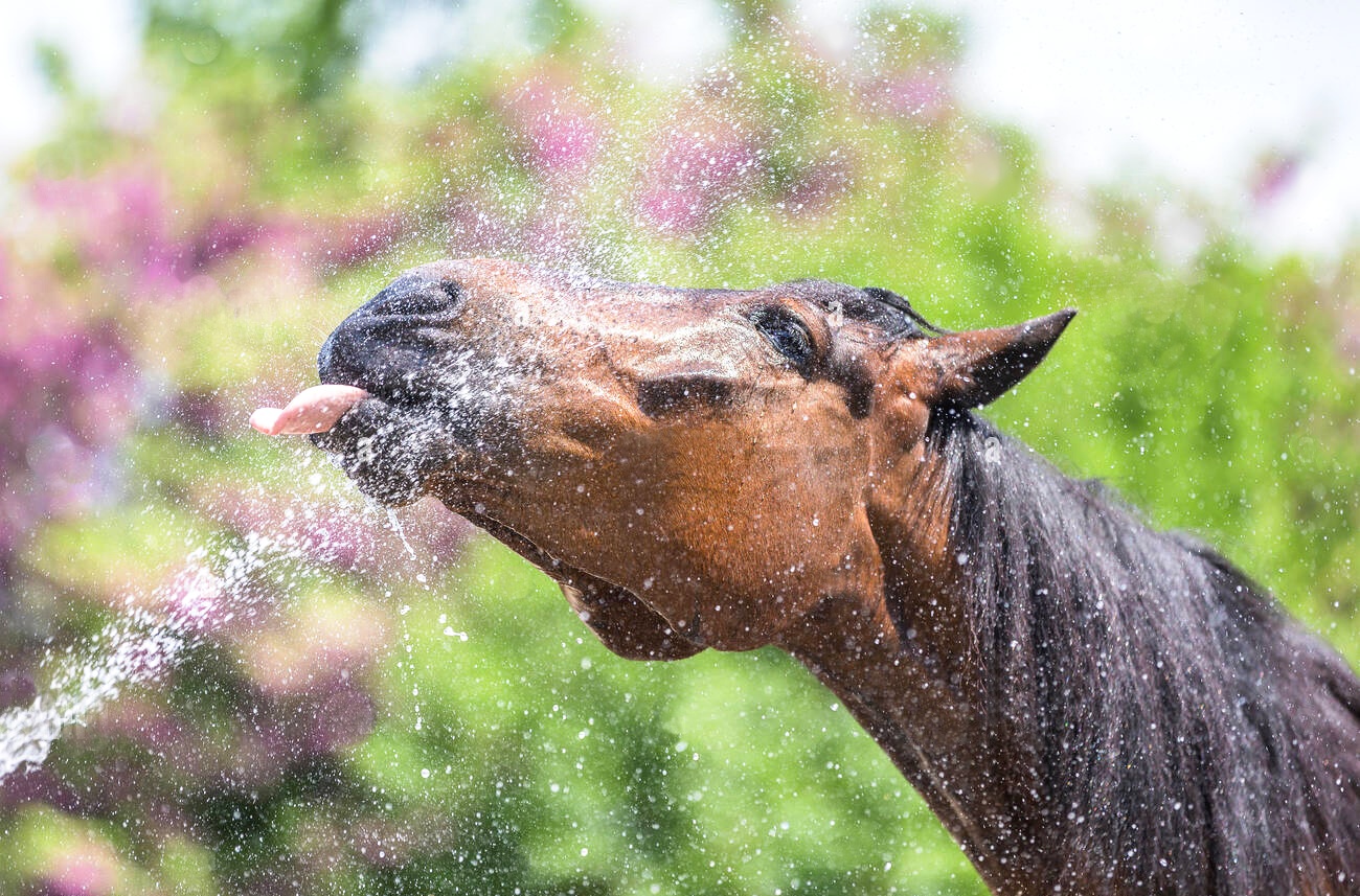 Kdy koně potřebují elektrolyty?