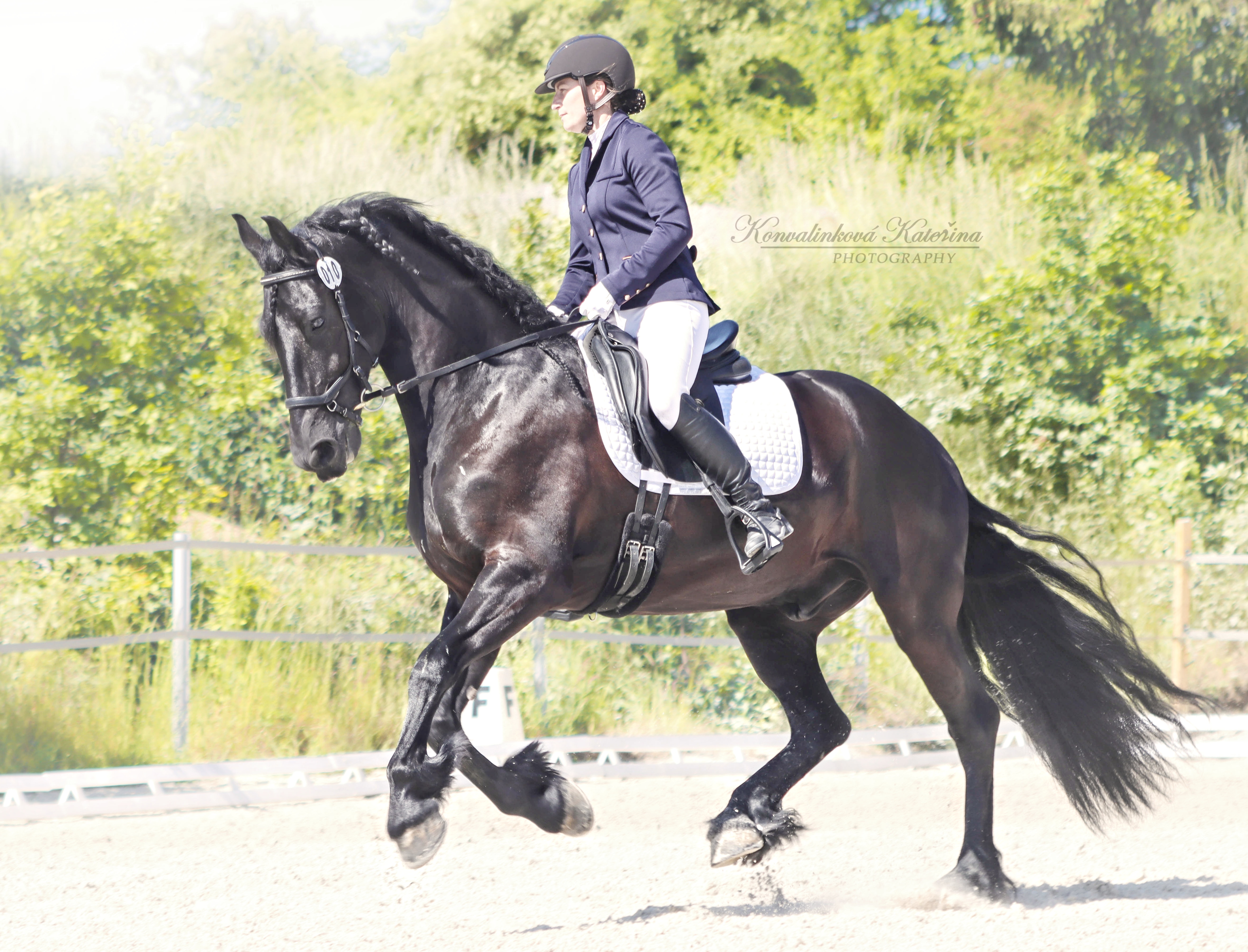 Amino Flex E recenze - 7letý fríský kůň Aart