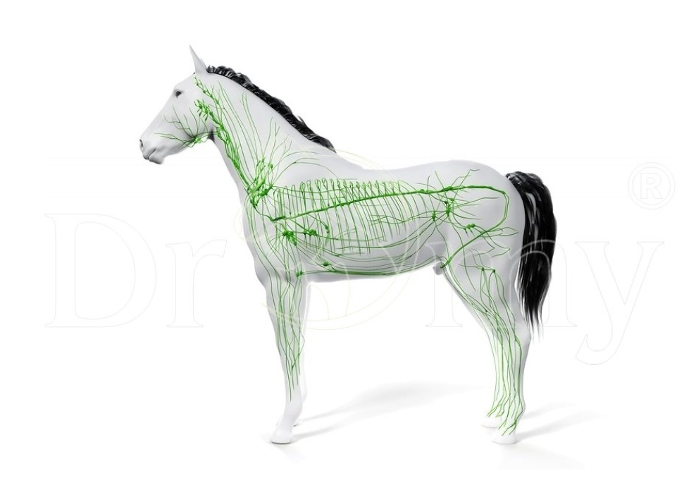Lymfatický systém koní