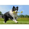 322899 9 insta360 go3 fetch stick